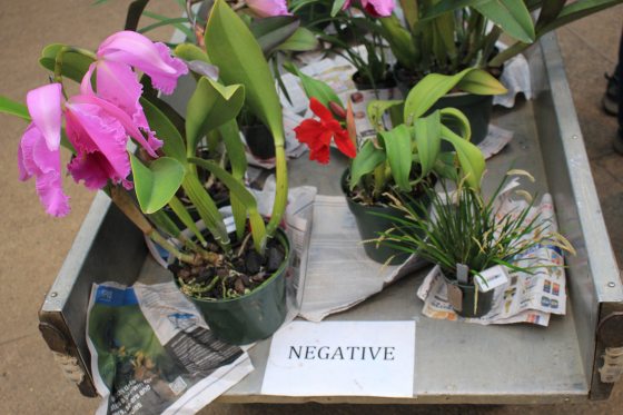 Every Orchid is an Individual | Longwood Gardens